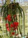 Затворени Погони Трака Кактус, Орхидеја Кактус шумски кактус, Epiphyllum црвено фотографија, опис и култивација, растуће и карактеристике