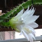 Innendørs Planter Sun Kaktus, Heliocereus hvit Bilde, beskrivelse og dyrking, voksende og kjennetegn