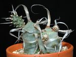 Krukväxter Tephrocactus ödslig kaktus vit Fil, beskrivning och uppodling, odling och egenskaper