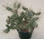 Sisäkasvit Tephrocactus aavikkokaktus valkoinen kuva, tuntomerkit ja muokkaus, viljely ja ominaisuudet