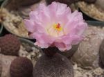 Innendørs Planter Tephrocactus ørken kaktus rosa Bilde, beskrivelse og dyrking, voksende og kjennetegn