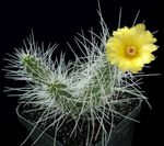 Innendørs Planter Tephrocactus ørken kaktus gul Bilde, beskrivelse og dyrking, voksende og kjennetegn