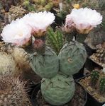 Pokojové Rostliny Tephrocactus pouštní kaktus bílá fotografie, popis a kultivace, pěstování a charakteristiky