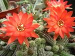 Indoor Plants Thistle Globe, Torch Cactus, Echinopsis red Photo, description and cultivation, growing and characteristics