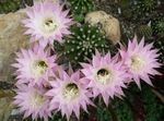 pink  Thistle Globe, Torch Cactus characteristics and Photo