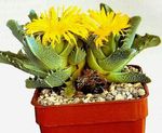 Indoor Plants Tiger's Chops, Cat's Jaws, Tiger Jaws succulent, Faucaria yellow Photo, description and cultivation, growing and characteristics