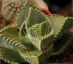 Комнатные Растения Фаукария суккулент, Faucaria желтый Фото, описание и выращивание, выращивание и характеристика