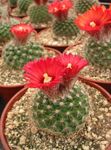 Indoor Plants Tom Thumb desert cactus, Parodia red Photo, description and cultivation, growing and characteristics