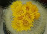Indoor Plants Tom Thumb desert cactus, Parodia yellow Photo, description and cultivation, growing and characteristics