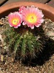 Indoor Plants Tom Thumb desert cactus, Parodia pink Photo, description and cultivation, growing and characteristics