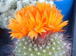 Indoor Plants Tom Thumb desert cactus, Parodia orange Photo, description and cultivation, growing and characteristics