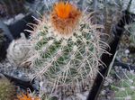 Indoor Plants Tom Thumb desert cactus, Parodia orange Photo, description and cultivation, growing and characteristics