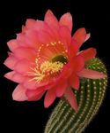 raudonas Dykuma Kaktusas Trichocereus charakteristikos ir Nuotrauka