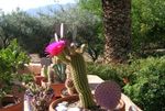 rožinis Dykuma Kaktusas Trichocereus charakteristikos ir Nuotrauka