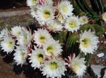 Pokojowe Rośliny Gatunków Trichocereus pustynny kaktus biały zdjęcie, opis i uprawa, hodowla i charakterystyka