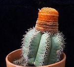 Krukväxter Turks Head Kaktus, Melocactus rosa Fil, beskrivning och uppodling, odling och egenskaper