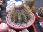 Innendørs Planter Turks Head Kaktus, Melocactus rosa Bilde, beskrivelse og dyrking, voksende og kjennetegn