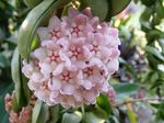  Wax Plant succulent, Hoya pink Photo, description and cultivation, growing and characteristics