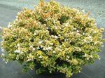 Интериорни растения Abelia Цвете храсти бял снимка, описание и отглеждане, култивиране и характеристики