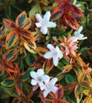 Le piante domestiche Abelia Fiore gli arbusti bianco foto, descrizione e la lavorazione, la coltivazione e caratteristiche