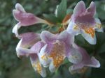 Интериорни растения Abelia Цвете храсти розов снимка, описание и отглеждане, култивиране и характеристики
