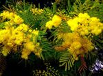 Indoor Plants Acacia Flower shrub yellow Photo, description and cultivation, growing and characteristics