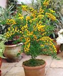 Sisäkasvit Akaasia Kukka pensaikot, Acacia keltainen kuva, tuntomerkit ja muokkaus, viljely ja ominaisuudet