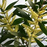 Sisäkasvit Akaasia Kukka pensaikot, Acacia keltainen kuva, tuntomerkit ja muokkaus, viljely ja ominaisuudet