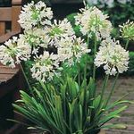white Herbaceous Plant African blue lily characteristics and Photo