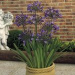 roxo Planta Herbácea African Blue Lily características e foto