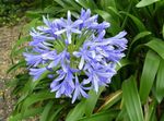 Plantas de Interior Africano Lirio Azul Flor herbáceas, Agapanthus umbellatus azul claro Foto, descripción y cultivo, cultivación y características