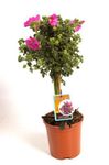 Pokojové Rostliny Africké Sléz Květina křoví, Anisodontea růžový fotografie, popis a kultivace, pěstování a charakteristiky