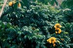 Plante de Interior Copac Lalea African Floare, Spathodea galben fotografie, descriere și cultivare, în creștere și caracteristici