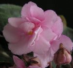 Комнатные Растения Сенполия (Узамбарская фиалка) Цветок травянистые, Saintpaulia розовый Фото, описание и выращивание, выращивание и характеристика
