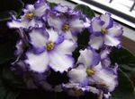 Indoor Plants African violet Flower herbaceous plant, Saintpaulia white Photo, description and cultivation, growing and characteristics