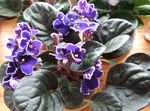 Indoor Plants African violet Flower herbaceous plant, Saintpaulia purple Photo, description and cultivation, growing and characteristics