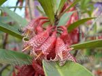 Le piante domestiche Agapetes Fiore le piante rampicante rosa foto, descrizione e la lavorazione, la coltivazione e caratteristiche