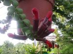 Innendørs Planter Agapetes Blomst hengende plante rød Bilde, beskrivelse og dyrking, voksende og kjennetegn
