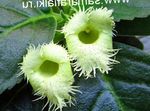 grön Ampelväxter Alsobia egenskaper och Fil