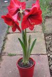 red Herbaceous Plant Amaryllis characteristics and Photo