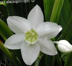 Sobne Rastline Amazon Lily Cvet travnate, Eucharis bela fotografija, opis in gojenje, rast in značilnosti