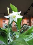 bílá Bylinné Amazon Lily charakteristiky a fotografie