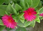 Topfpflanzen Aptenia Blume ampelen rosa Foto, Beschreibung und Anbau, wächst und Merkmale