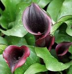 claret Herbaceous Plant Arum lily characteristics and Photo