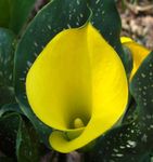 yellow Herbaceous Plant Arum lily characteristics and Photo