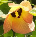 Plantas de Interior Asian Portoe, Dwarf Asian Portia, Sea Hibiscus Flor árvore, Thespesia laranja foto, descrição e cultivo, crescente e características