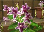 lilás Arbusto Asystasia características e foto