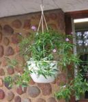 Kapalı bitkiler Asistasya çiçek çalı, Asystasia leylak fotoğraf, tanım ve yetiştirme, büyüyen ve özellikleri