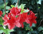 Plantas de Interior Azaleas, Pinxterbloom Flor arbusto, Rhododendron vermelho foto, descrição e cultivo, crescente e características