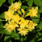 yellow Shrub Azaleas, Pinxterbloom characteristics and Photo